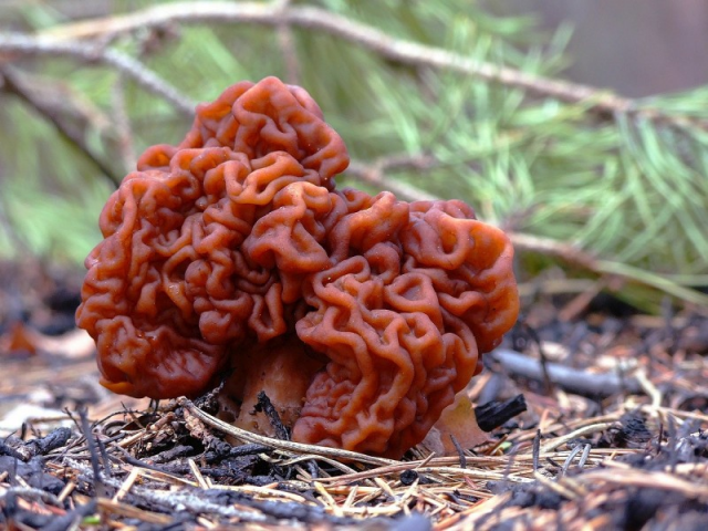 Мицелий Строчка обыкновенного (Gyromitra esculenta)